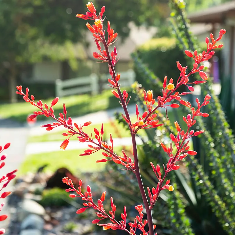 Plymouth Village of Redlands — photo 10